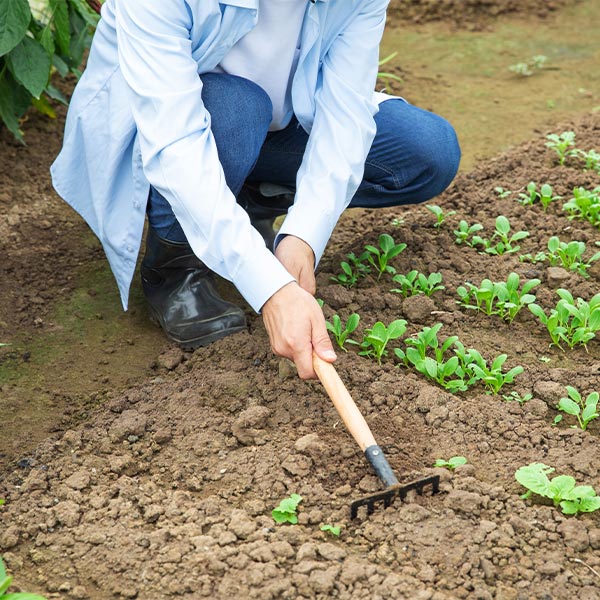 Landwirtschaft